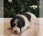 Small Bernedoodle (Miniature)