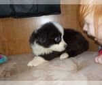 Small Photo #31 Australian Shepherd-Pembroke Welsh Corgi Mix Puppy For Sale in GALLEGOS, NM, USA