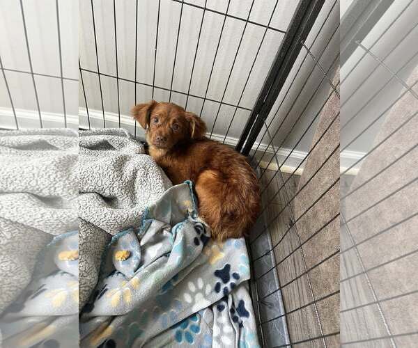 Medium Photo #5 Chiranian Puppy For Sale in Greenville, SC, USA