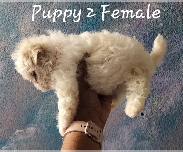 Medium Photo #3 Maltese Puppy For Sale in CLEARWATER, FL, USA