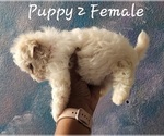 Small Photo #3 Maltese Puppy For Sale in CLEARWATER, FL, USA