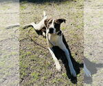 Small #7 Lab-Pointer
