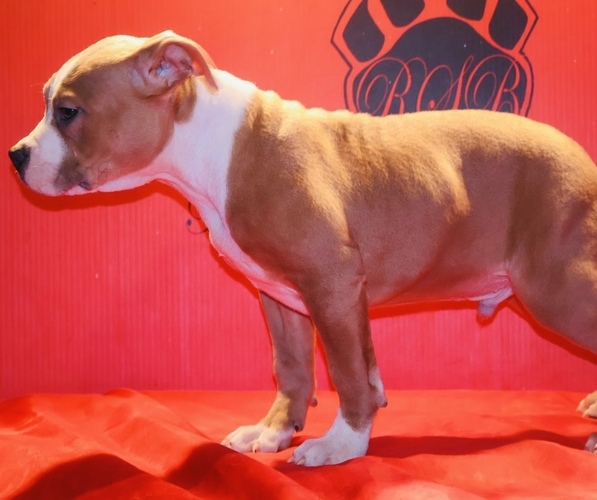 Medium Photo #3 American Bully Puppy For Sale in TRENTON, NJ, USA
