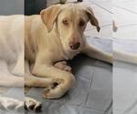 Small Labrador Retriever