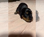 Puppy Cinnabon Dachshund