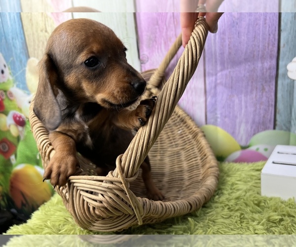 Medium Photo #1 Dachshund Puppy For Sale in KINSTON, NC, USA