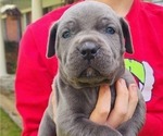 Small Photo #10 Cane Corso Puppy For Sale in WEST MONROE, LA, USA