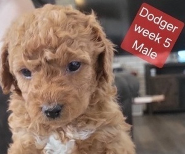 Medium Photo #7 Goldendoodle (Miniature) Puppy For Sale in MILFORD, UT, USA