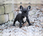 Small Photo #10 French Bulldog Puppy For Sale in LAWRENCEVILLE, GA, USA