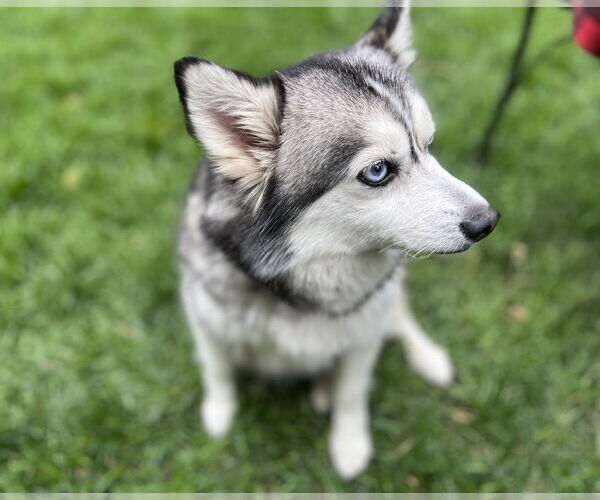 Medium Photo #3 Pomsky Puppy For Sale in St. Louis Park, MN, USA