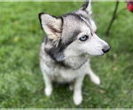Small #2 Pomsky