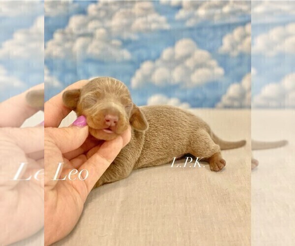 Medium Photo #2 Dachshund Puppy For Sale in WINNSBORO, LA, USA