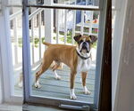 Small #1 Boxer