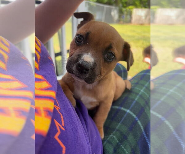Medium Photo #1 Boxador Puppy For Sale in Holly Springs, NC, USA