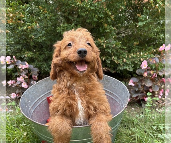 Medium Photo #2 Goldendoodle (Miniature) Puppy For Sale in MIDDLEBURY, IN, USA
