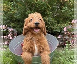 Small #1 Goldendoodle (Miniature)