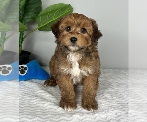 Bulldog Puppy for sale in FRANKLIN, IN, USA