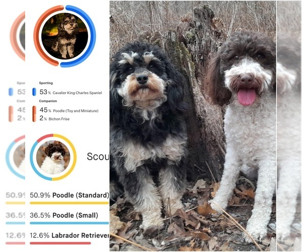 Medium Photo #3 Cavapoo-Poodle (Miniature) Mix Puppy For Sale in MILLVILLE, MN, USA