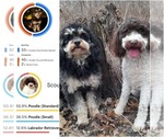 Small #2 Cavapoo-Poodle (Miniature) Mix