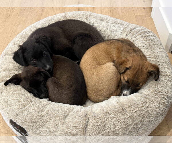 Medium Photo #2 Mutt Puppy For Sale in Sandy, UT, USA