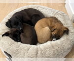 Small Photo #2 Mutt Puppy For Sale in Sandy, UT, USA