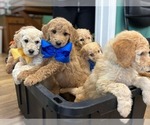 Small #1 Goldendoodle