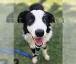 Small #1 Border Collie Mix