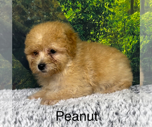 Poodle (Toy) Puppy for sale in AZLE, TX, USA