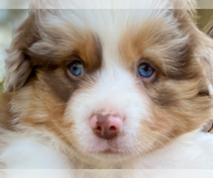 Miniature American Shepherd Puppy for sale in NEW BRAUNFELS, TX, USA