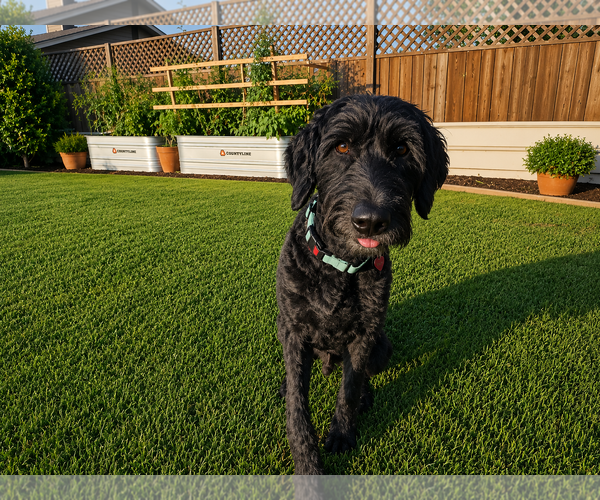 Medium Photo #4 Labradoodle Puppy For Sale in Clovis, CA, USA