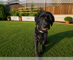 Small #3 Labradoodle