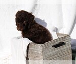 Small Photo #5 Poodle (Standard) Puppy For Sale in LAKE CITY, FL, USA