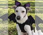 Fender - Male Pyrenees Husky Dog for Adoption - Small photo