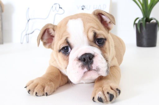 Medium Photo #1 English Bulldog Puppy For Sale in NAPLES, FL, USA