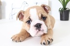 Small Photo #1 English Bulldog Puppy For Sale in NAPLES, FL, USA