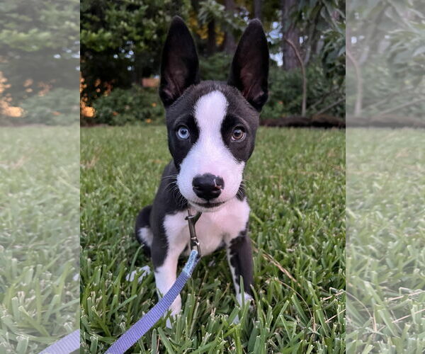 Medium Photo #4 American Pit Bull Terrier-Huskies  Mix Puppy For Sale in The Woodlands, TX, USA