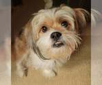 Small #1 Shih Tzu Mix