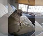 Small #4 Pug