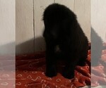 Small #9 Newfoundland