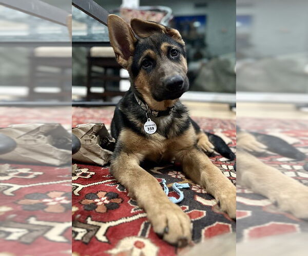 Medium Photo #4 German Shepherd Dog Puppy For Sale in West Sacramento, CA, USA