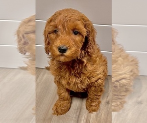 Goldendoodle (Miniature) Puppy for sale in SODDY DAISY, TN, USA