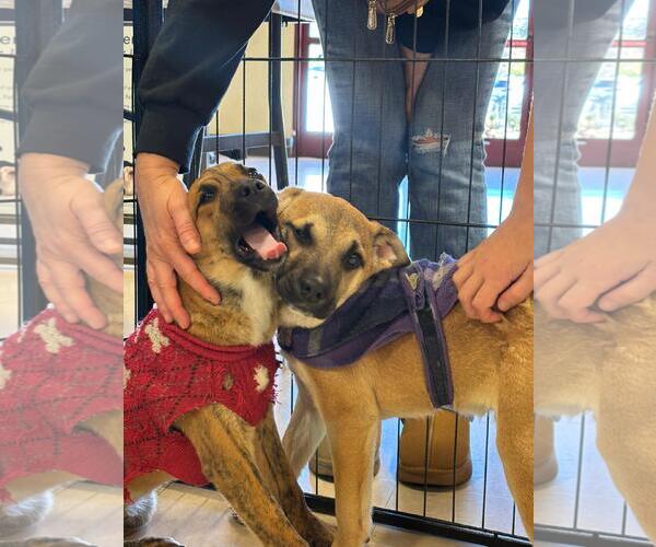 Medium Photo #1 English Springer Spaniel-Unknown Mix Puppy For Sale in San Diego, CA, USA