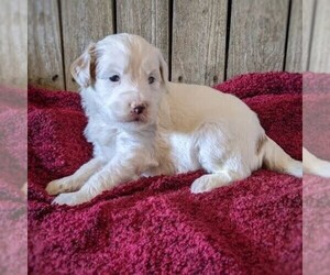 Goldendoodle (Miniature) Puppy for sale in WITHEE, WI, USA