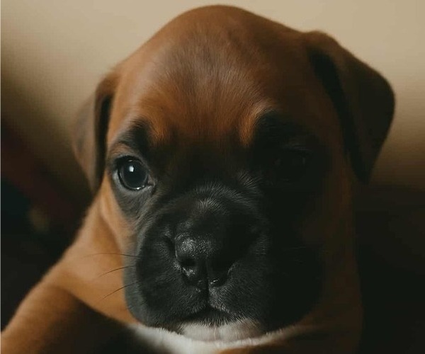 Medium Photo #2 Boxer Puppy For Sale in TROUPSBURG, NY, USA
