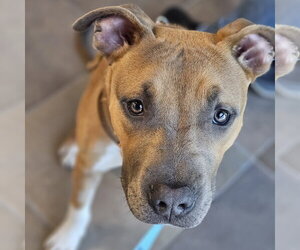 Mutt Dogs for adoption in Fargo, ND, USA