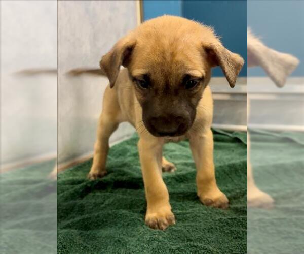 Medium Photo #1 German Shepherd Dog-Siberian Husky Mix Puppy For Sale in Conroe, TX, USA