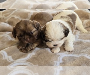 Shih Tzu Puppy for sale in COUNTRY CLUB, MO, USA