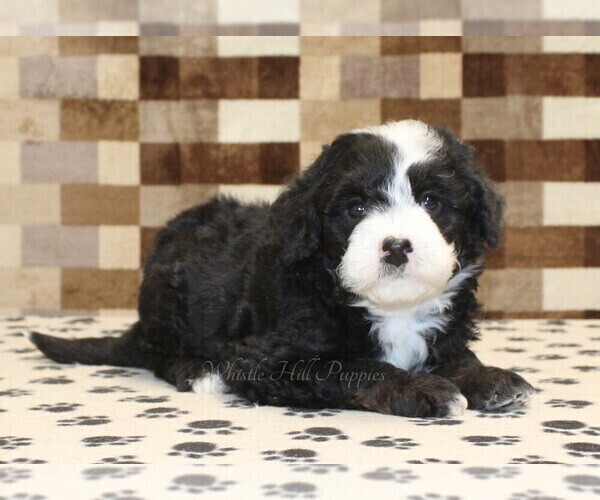 Medium Photo #2 Bernedoodle (Miniature) Puppy For Sale in DENVER, PA, USA