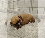 Small Photo #45 Puggle-Shih Tzu Mix Puppy For Sale in NEW YORK MILLS, MN, USA