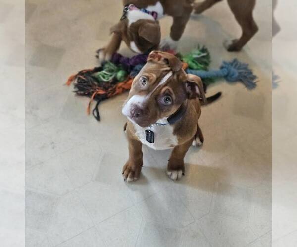 Medium Photo #2 Mutt Puppy For Sale in Shelburne, VT, USA